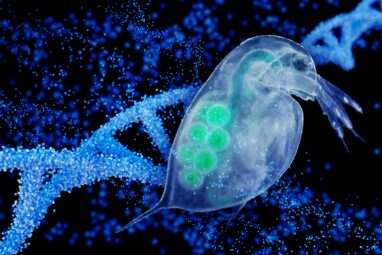 Zooplankton study challenges traditional views of evolution