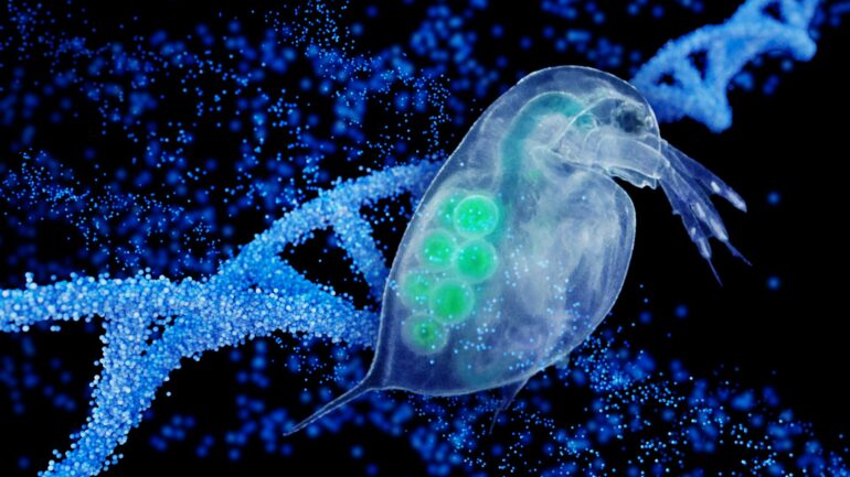 Zooplankton study challenges traditional views of evolution