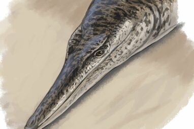 135-million-year-old marine crocodile sheds light on Cretaceous life