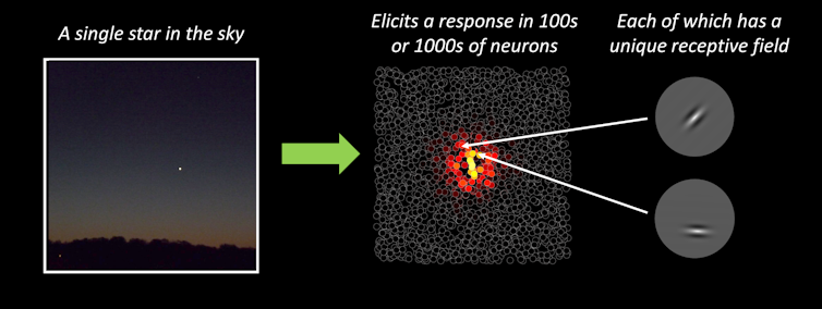 Left side of diagram depicts the night sky with a single star. The middle of the diagram shows a tiling of tiny empty circles representing neurons. A cluster of circles in the middle of this tiling are filled with red, orange and white to represent neuronal firing. The right panel has two insets. Each contains a differently oriented grayscale blob, representing the receptive field of two of these neurons