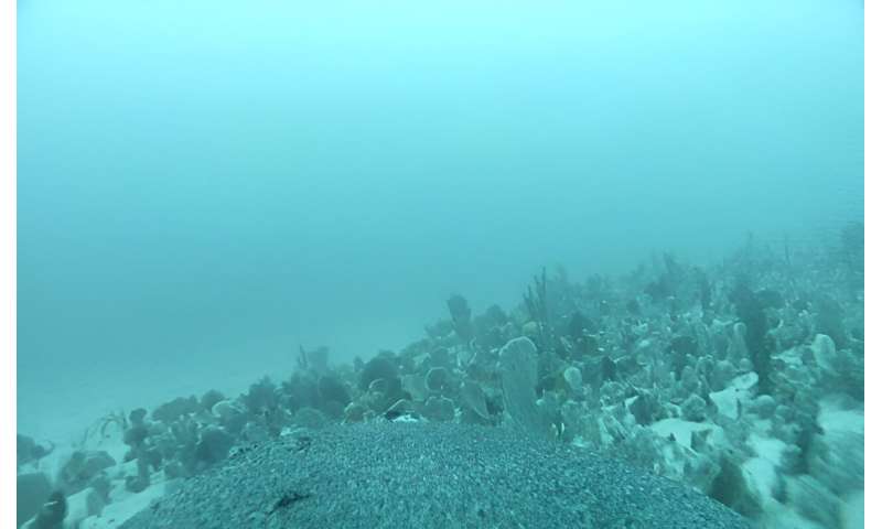 Sea lion camera crews help researchers explore previously unmapped ocean habitats