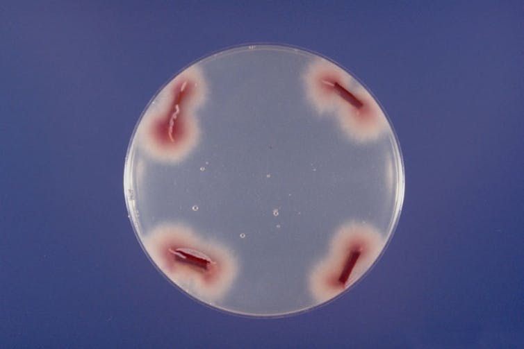 Petri dish with four red, oblong colonies crowing on separate corners