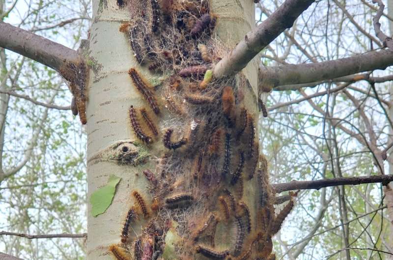 Trees stripped by invasive caterpillars muster defenses that can harm native insects, research shows