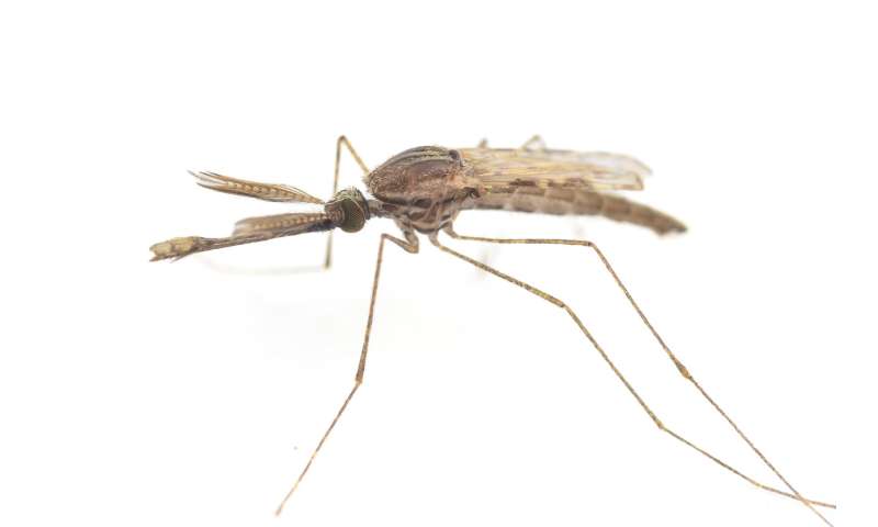 New discoveries about how mosquitoes mate may help the fight against malaria