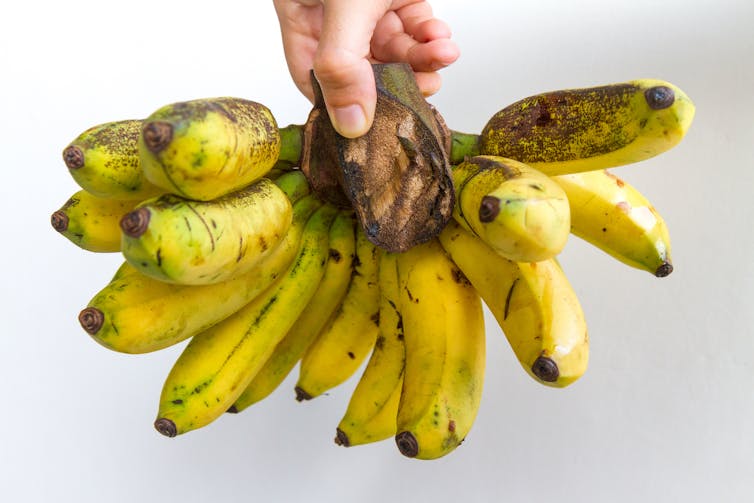 Hang holding a bunch of relatively short and thick bananas