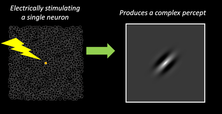 Left side of diagram shows a tiling of tiny empty circles representing neurons. One circle is filled in yellow, and a cartoon lightning bolt touching that little yellow circle represents that neuron being electrically stimulated. The right side of diagram depicts a small oriented grayscale blob stretched diagonally, representing the perception that might be produced by stimulating that neuron.