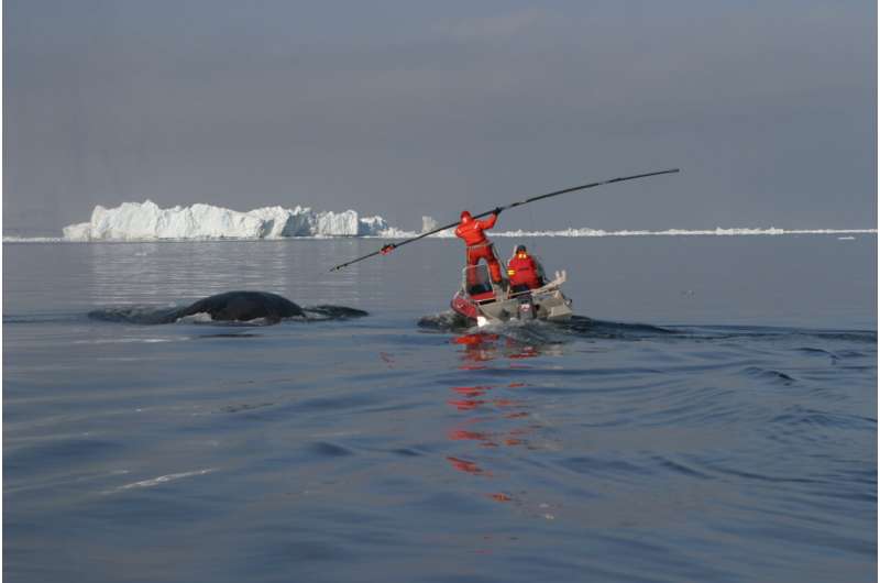 Long-distance relationship revealed in the seemingly random behavior of bowhead whales