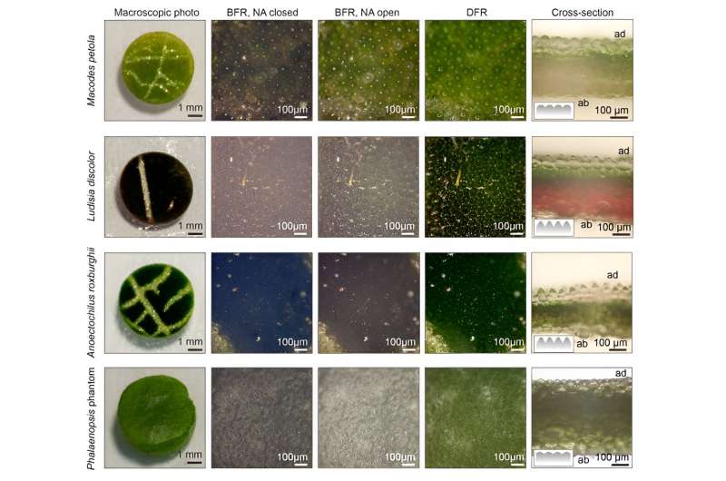 Could a plant guide the design of next-generation solar panels?