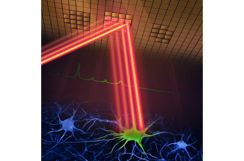 New microscope offers faster, high-resolution brain imaging