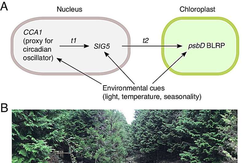 Innovative field experiments shed light on biological clocks in nature