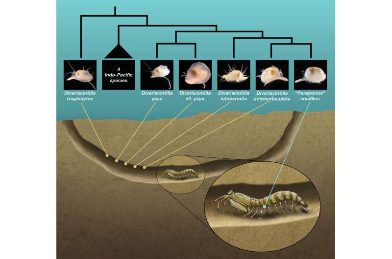 Living with a killer: How an unlikely mantis shrimp-clam association violates a biological principle