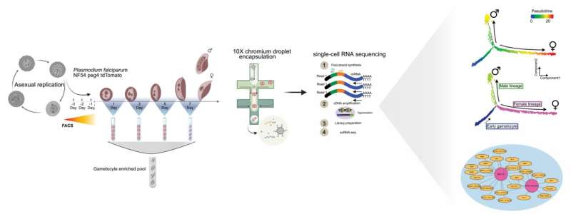 Mapping the sex life of Malaria parasites at single cell resolution, reveals the genetics underlying Malaria transmission