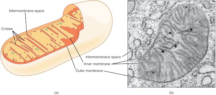 Side-by-side comparison of labeled illustration of cross-section of mitochondria and its micrograph