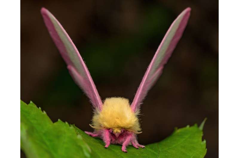 Moths may use disco gene to regulate day/night cycles