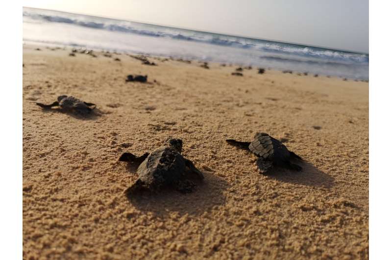 Local climate determines size of sea turtle hatchlings