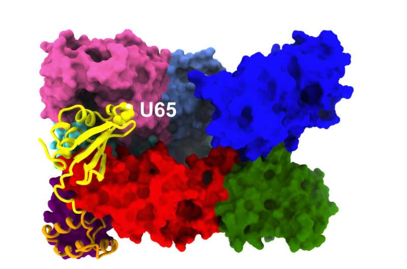 UMass Amherst researchers ID body's 'quality control' regulator for protein folding