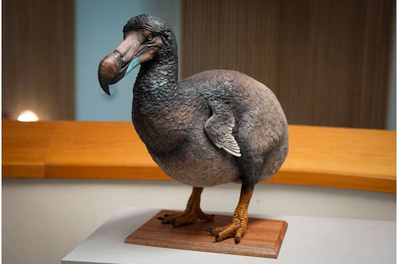 Rethinking the dodo