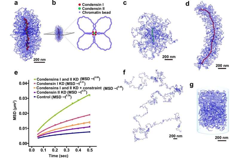 Single nucleosomes tracked in live cells during cell division using super-resolution microscopy