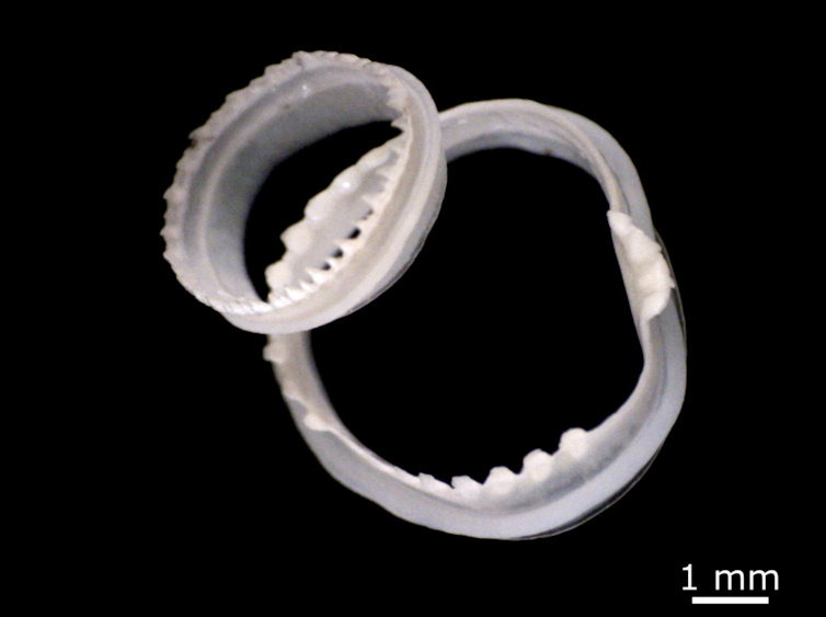 Two white rings with teeth coming off them.