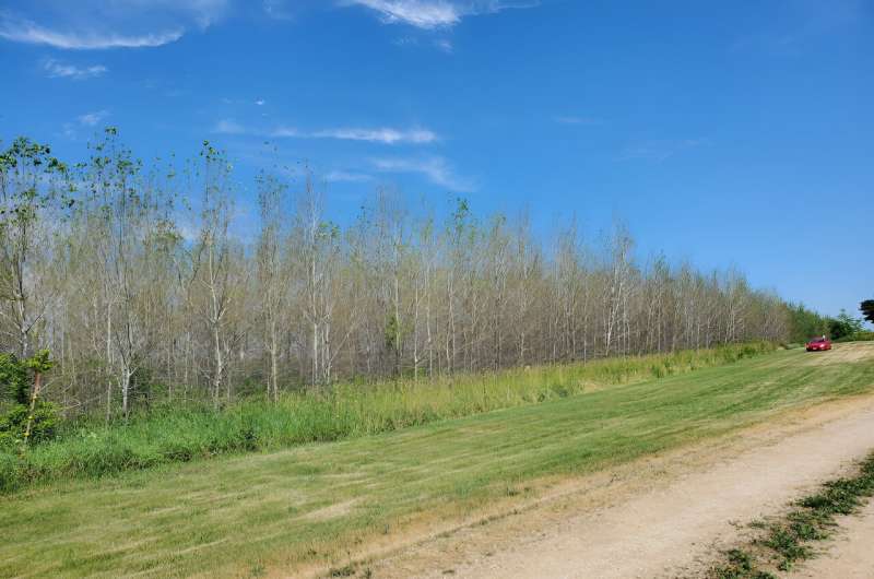 Trees stripped by invasive caterpillars muster defenses that can harm native insects