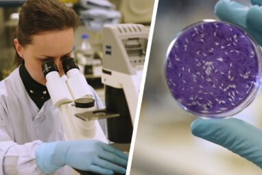 A common parasite could one day deliver drugs to the brain − how ...
