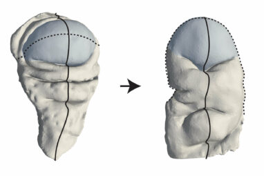 A new mechanism for shaping animal tissues