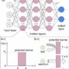 A quantum neural network can see optical illusions like humans do ...