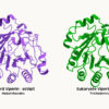 Ancient microbes linked to evolution of human immune proteins