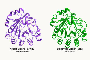 Ancient microbes linked to evolution of human immune proteins