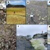 Antarctic survey of plant life to aid conservation efforts