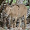 Aoudad and bighorn sheep share respiratory pathogens, research ...