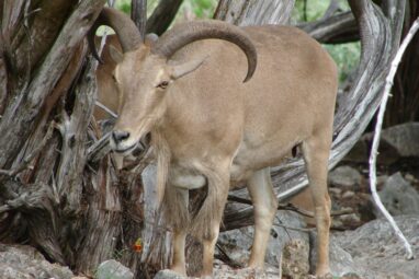 Aoudad and bighorn sheep share respiratory pathogens, research ...