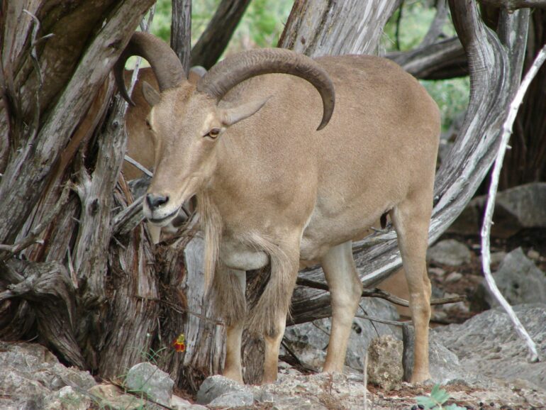 Aoudad and bighorn sheep share respiratory pathogens, research ...