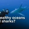 Big sharks equal big impact, but there's a big problem: those most affected  by fishing are most needed for ocean health