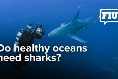 Big sharks equal big impact, but there's a big problem: those most affected  by fishing are most needed for ocean health