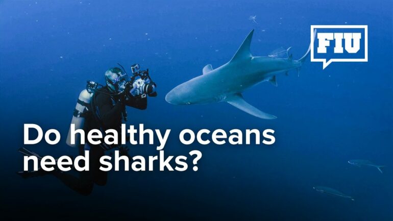 Big sharks equal big impact, but there's a big problem: those most affected  by fishing are most needed for ocean health