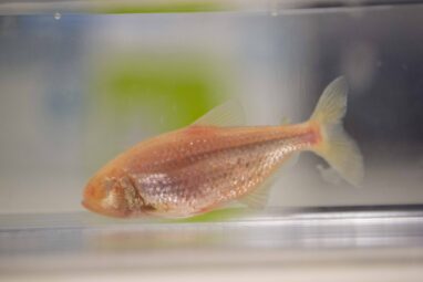 Blind cavefish have extraordinary taste buds that increase with ...