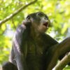 Bonobo evidence suggests ancient origin of the 'common enemy effect'