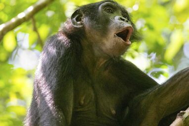 Bonobo evidence suggests ancient origin of the 'common enemy effect'