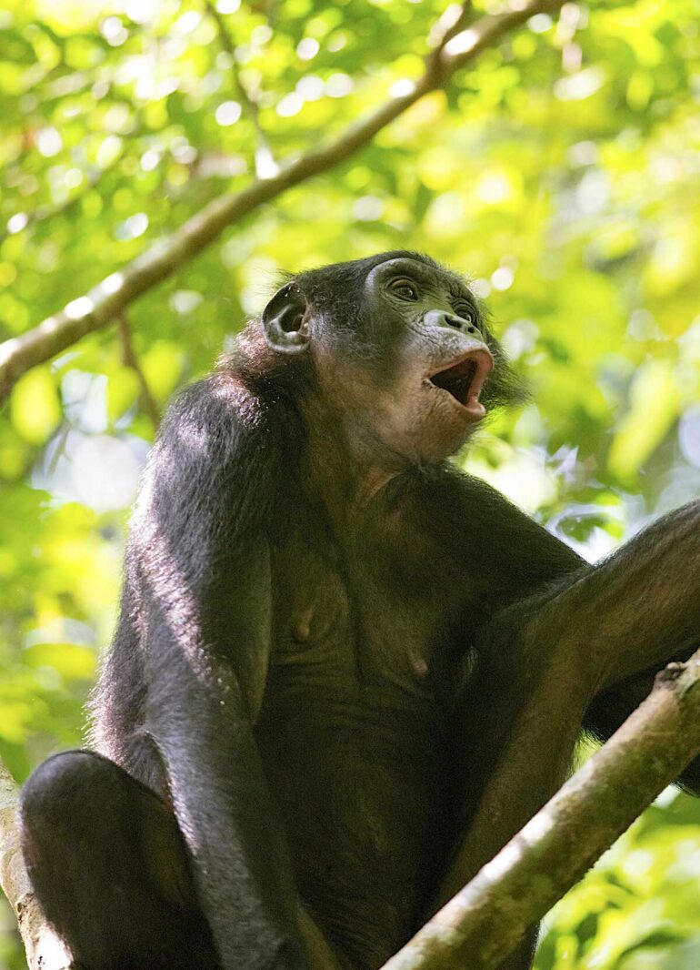 Bonobo evidence suggests ancient origin of the 'common enemy effect'