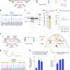 Closing the RNA loop holds promise for more stable, effective RNA ...