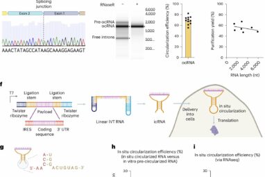 Closing the RNA loop holds promise for more stable, effective RNA ...