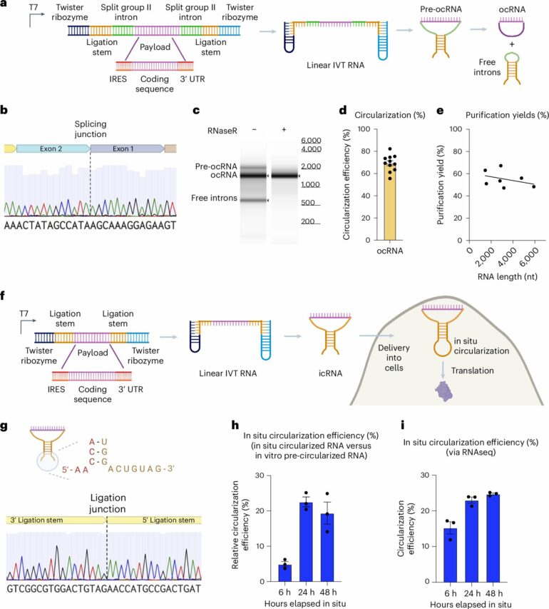 Closing the RNA loop holds promise for more stable, effective RNA ...