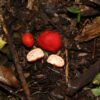 Colorful fruit-like fungi and forests 'haunted by species loss ...