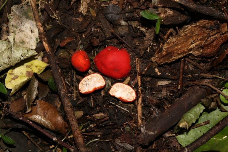 Colorful fruit-like fungi and forests 'haunted by species loss ...