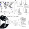 Comprehensive, first-ever soil virus dataset represents untapped ...