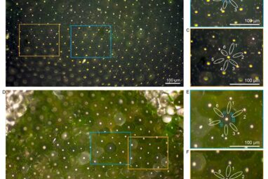 Could a plant guide the design of next-generation solar panels?