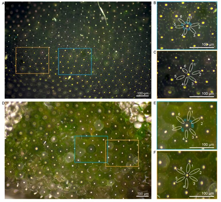 Could a plant guide the design of next-generation solar panels?