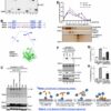 Demystifying APE1: New findings on direct activation of ATM ...