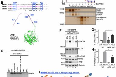 Demystifying APE1: New findings on direct activation of ATM ...